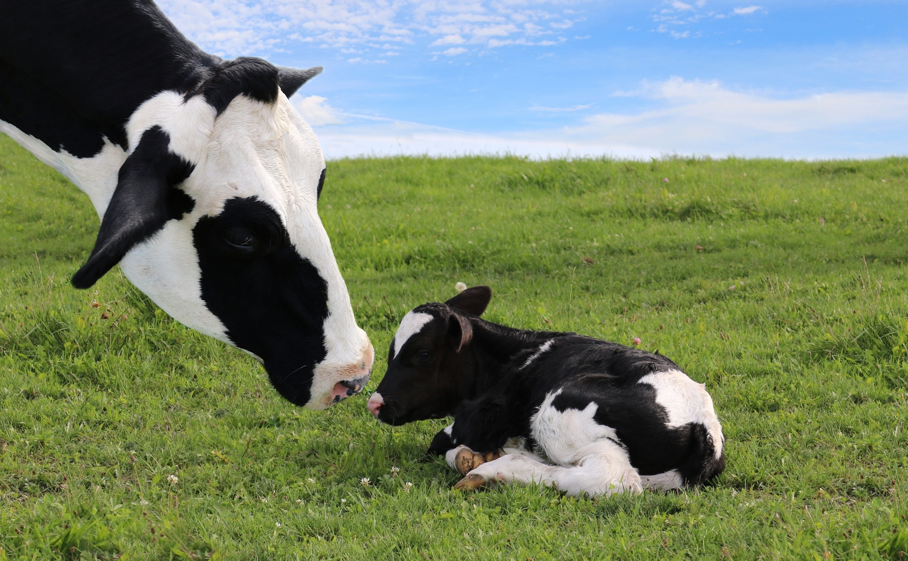 Cow interacting with a calf laying on a green pasture. Courtesy of Getty Images.