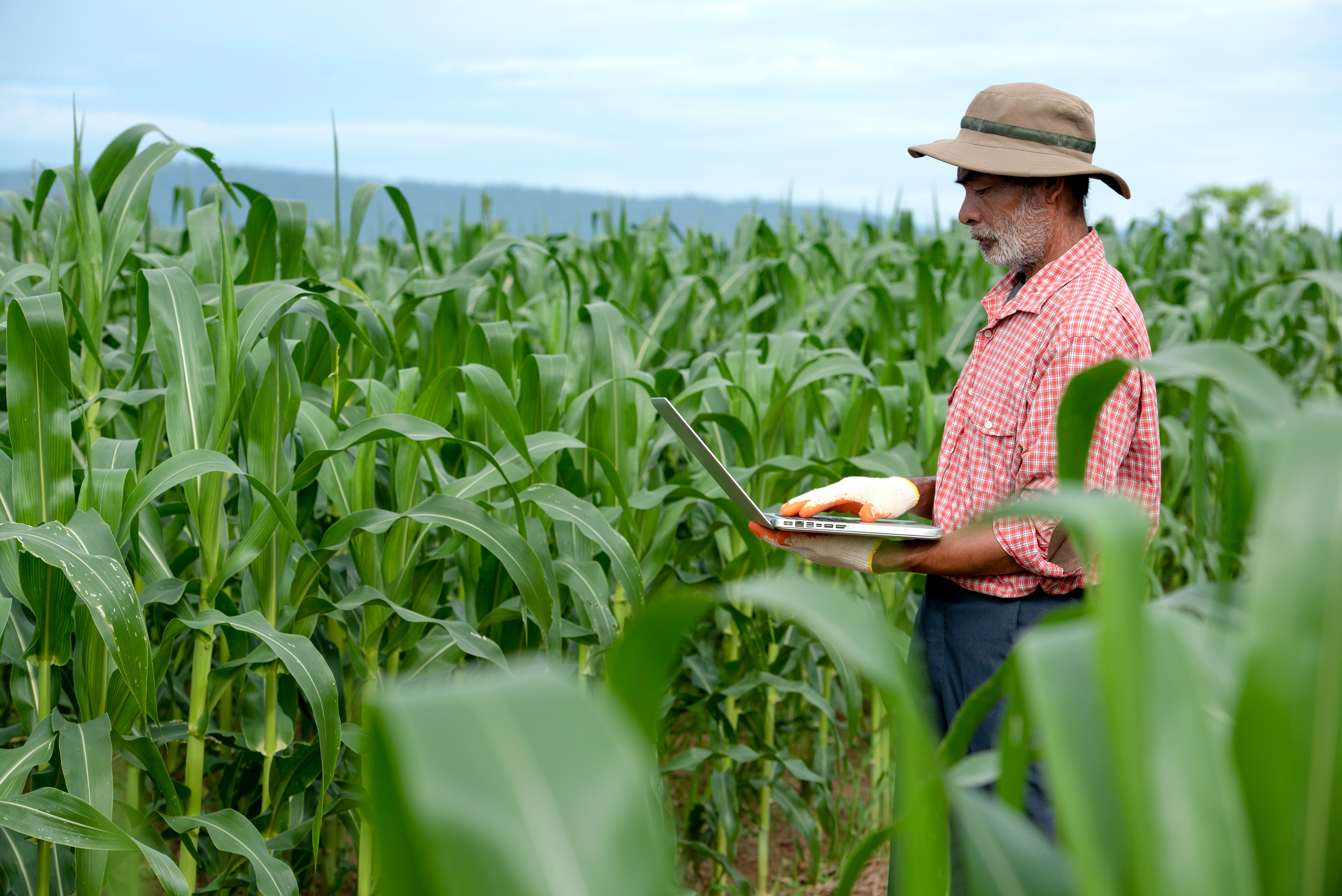 elderly farmer using digital tablet in corn field, courtesy of Adobe Stock