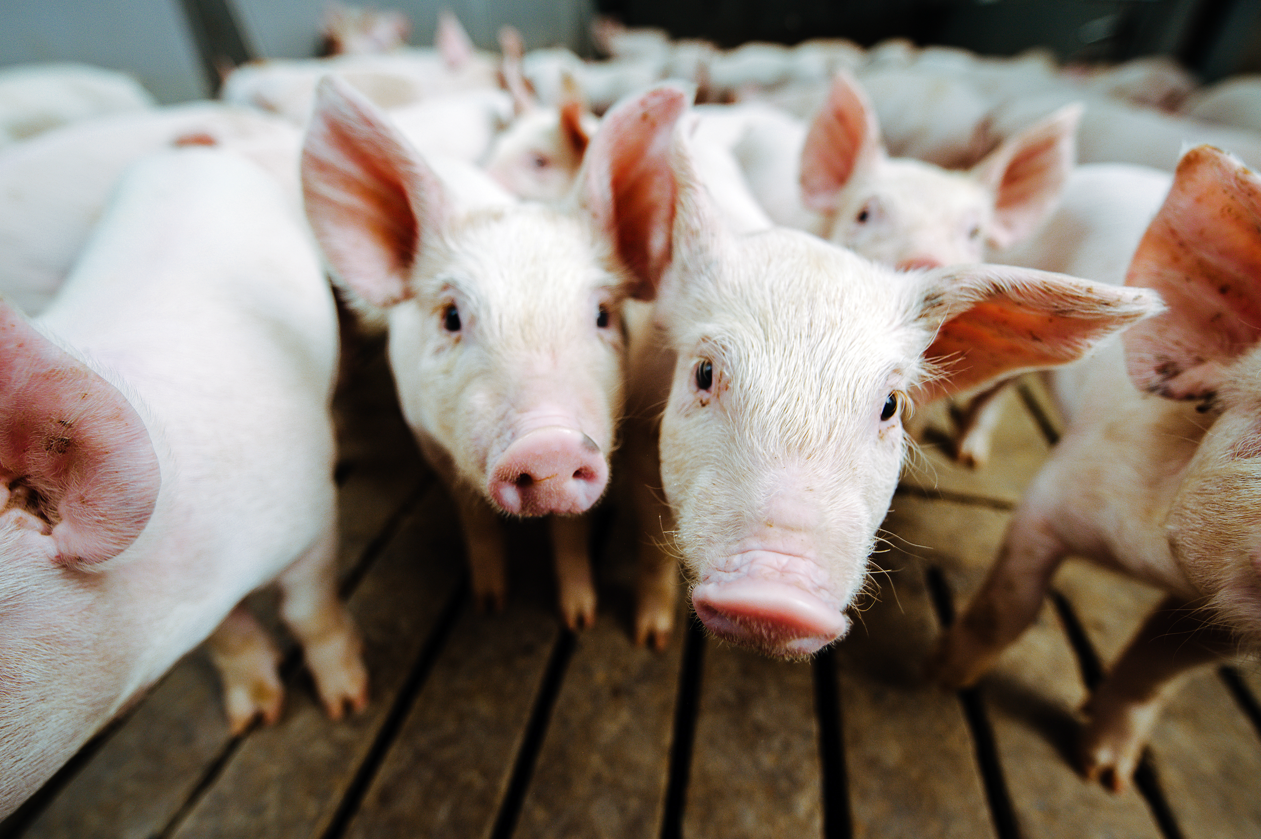 Small pigs gathered together looking at the camera. Photo from Adobe Stock.