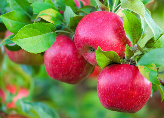 Honeycrisp apples, courtesy of Adobe Stock