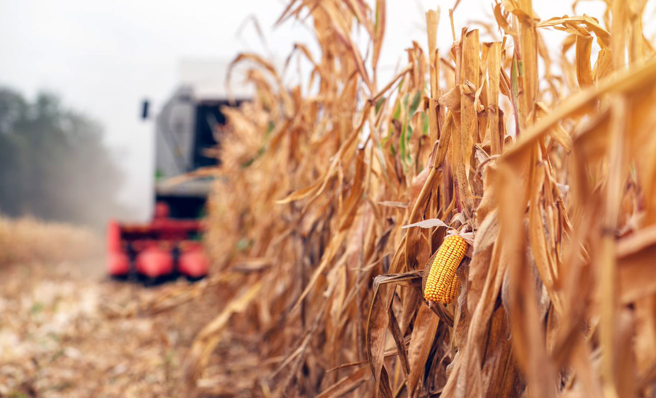 image of farm combine harvesting corn, courtesy of AdobeStock