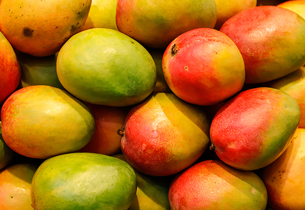 A pile of fresh mangos, courtesy of Adobe Stock. 