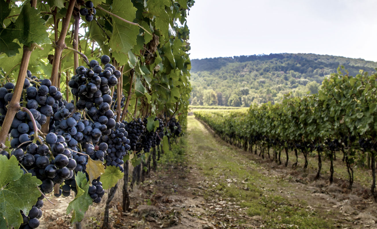 image of vineyard courtesy of AdobeStock