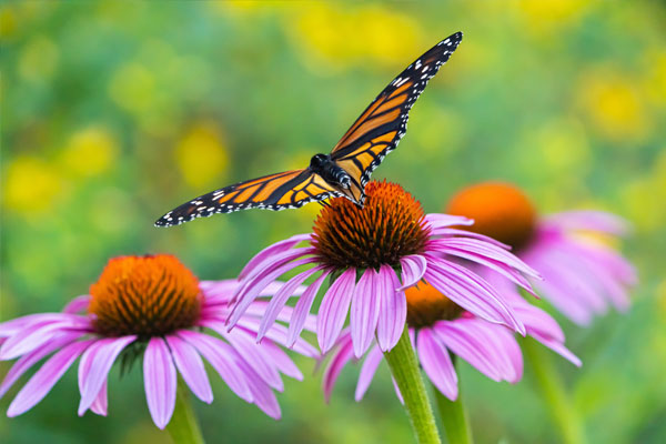 image of butterfly on flower courtesy of Adobe Stock