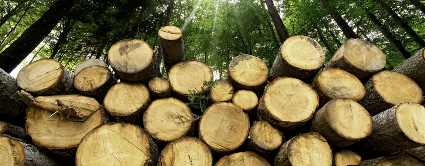 Image of harvested timber courtesy of Getty Images.
