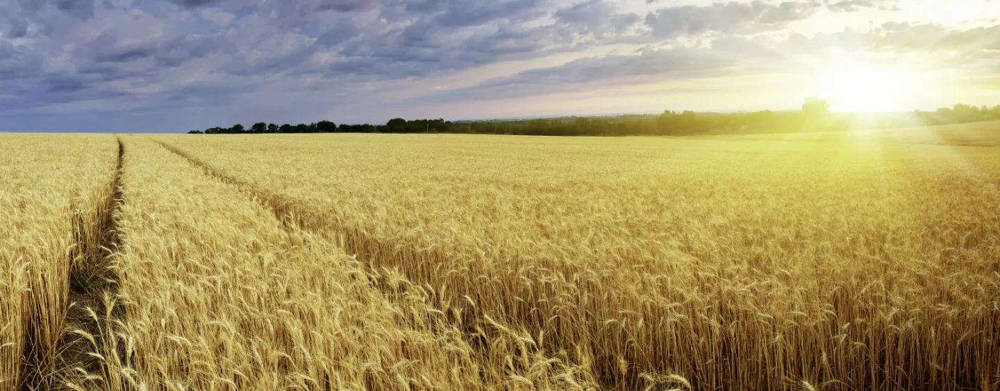 Image of wheat field, courtesy of Getty Images