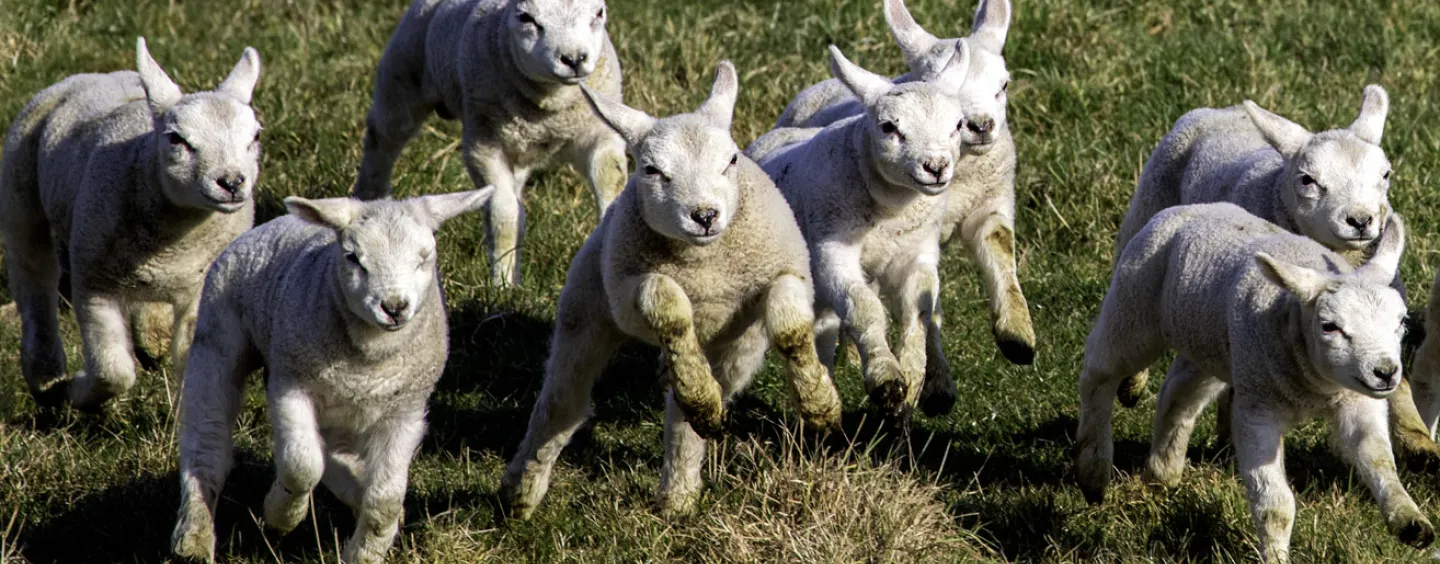 Image of young lambs running field, courtesy of Getty Images.
