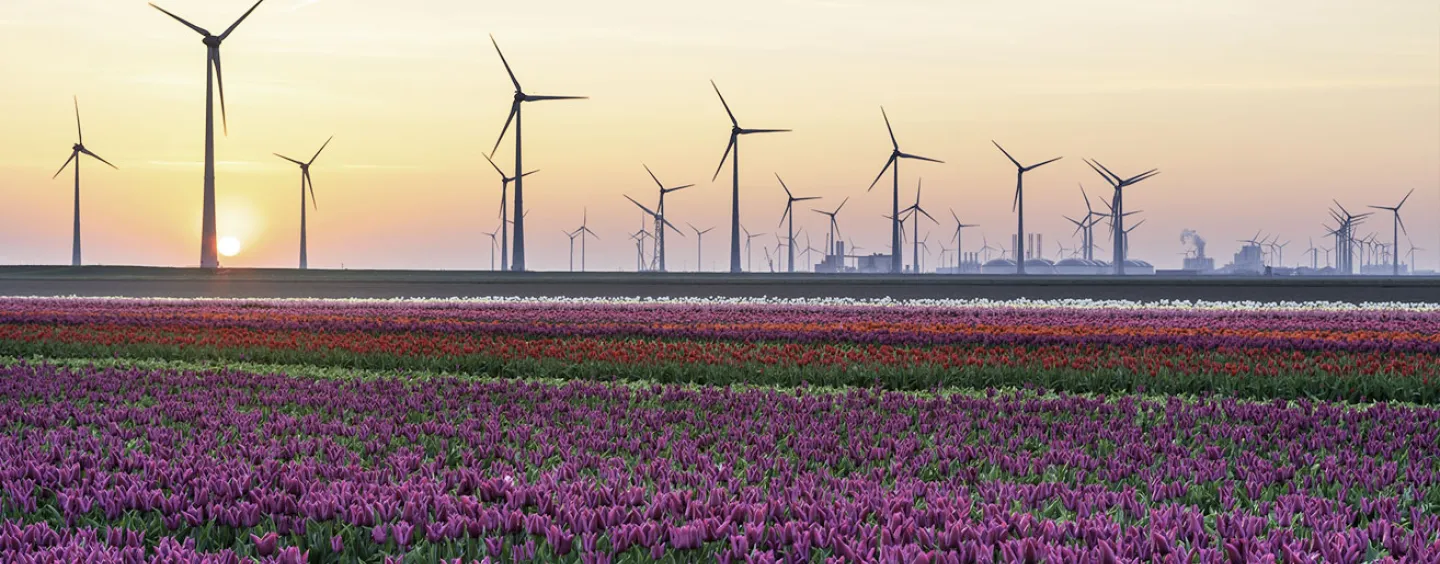 Image of wind farm in flower field courtesy of Getty Images