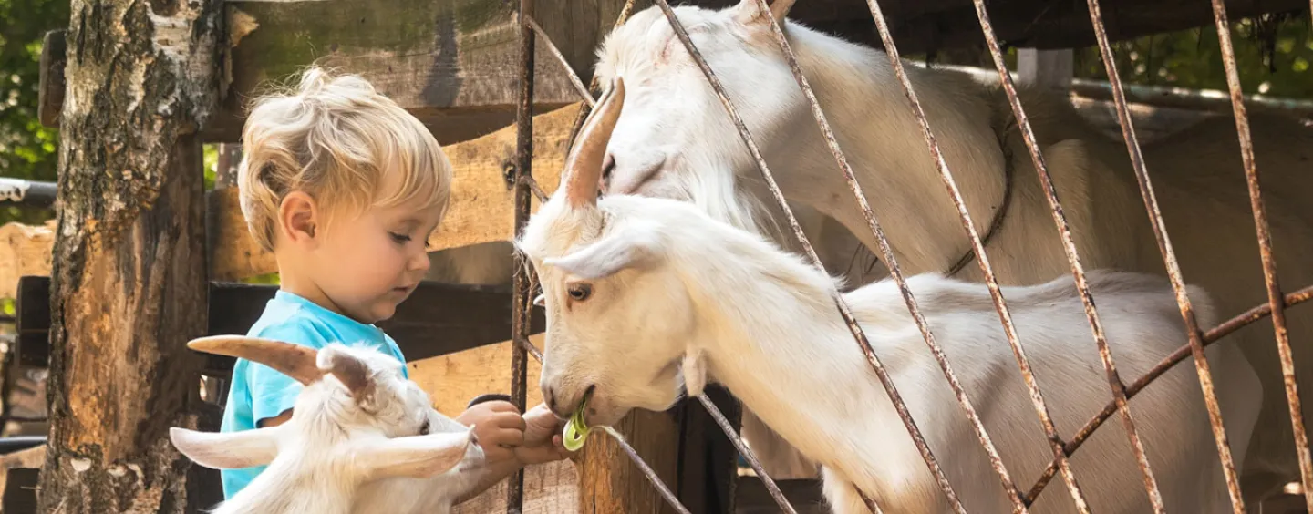 child feeding goats courtesy of Adobe Stock