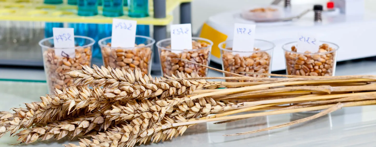 image of wheat in lab. Adobe Stock.
