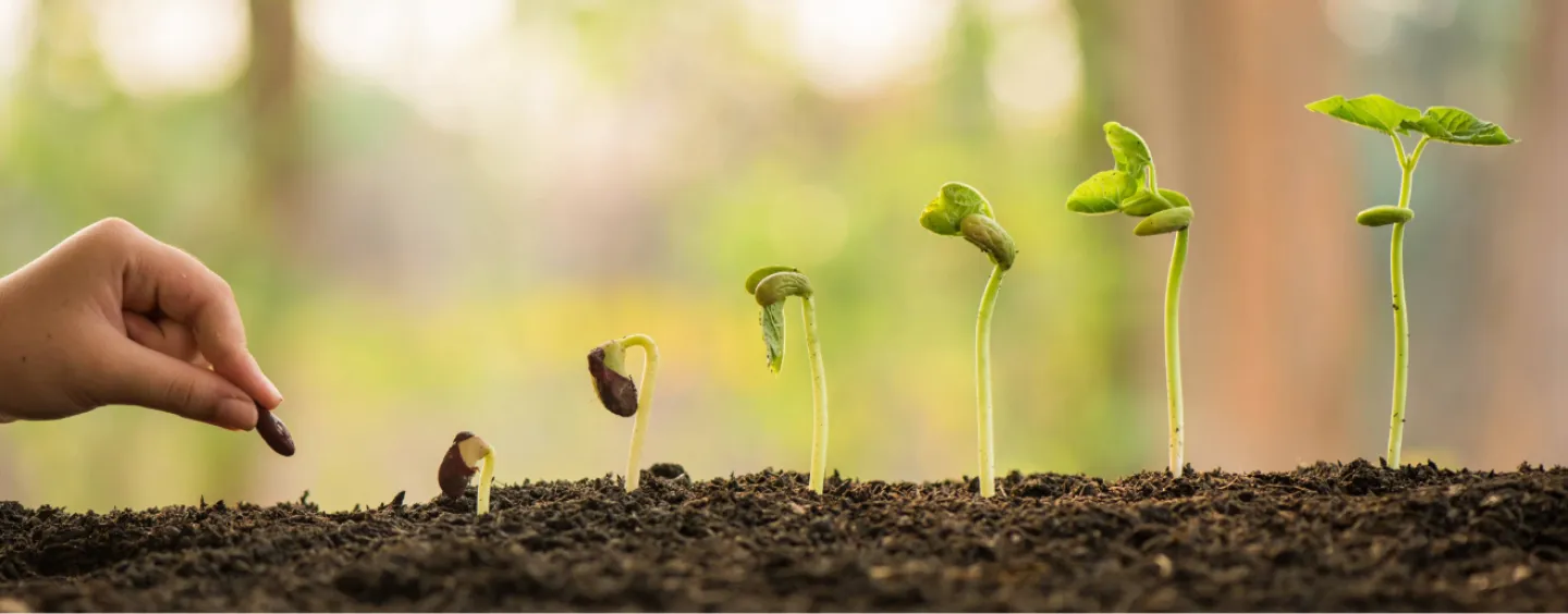 A hand is seen placing a seed to the left of six other plants at various stages of growth illustrate how a plant grows to maturity