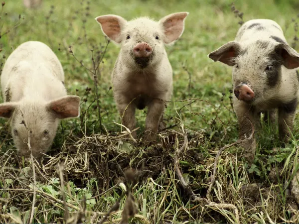 Image of three pigs in field courtesy of Getty Images.