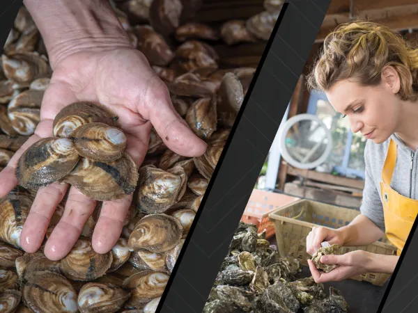 Left image of hand holding oyster. Right image of oyster farmer examining oysters. Images courtesy of Adobe Stock. .