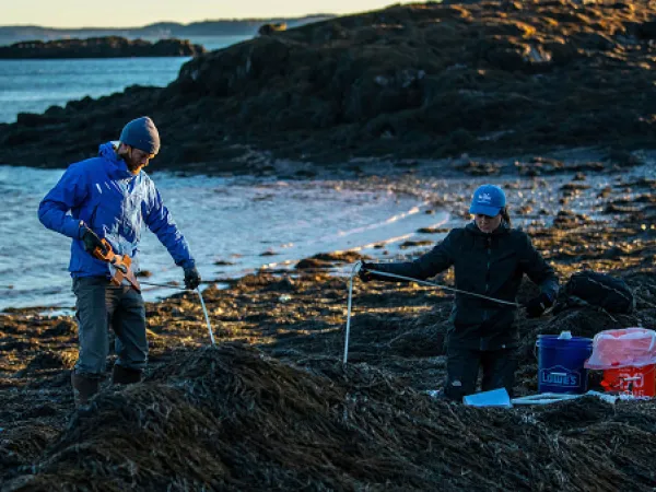 UMaine ecologist Amanda Klemmer and her collaborators traipsed Maine’s tidal waters to examine the impact of rockweed harvest over the whole bed — a first for the species. 