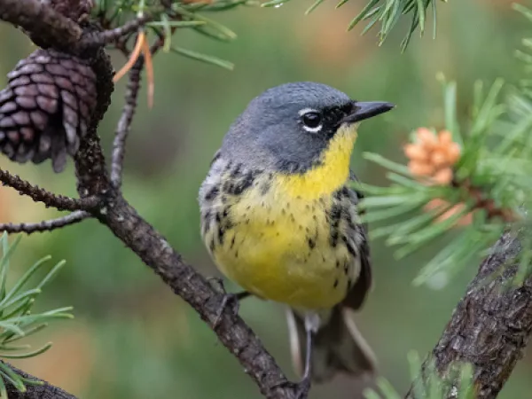 Kirtland's Warbler bird in a tree. Image courtesy of Adobe Stock. 