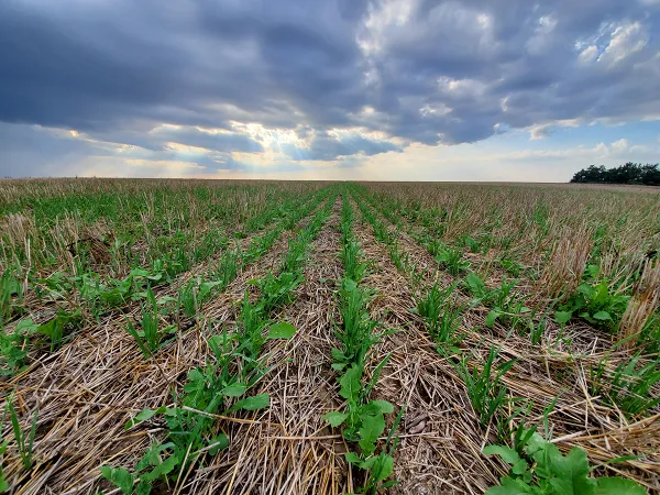 Cover crops in soybean field. Image courtesy of Adobe Stock. 