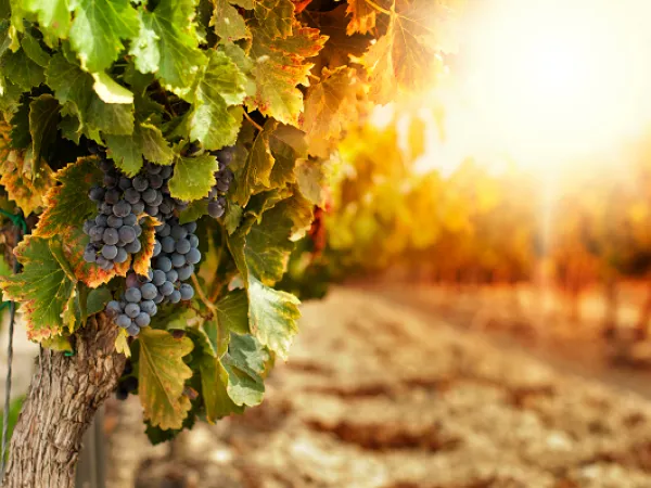 Vineyards at sunset. Image courtesy of Adobe Stock. 