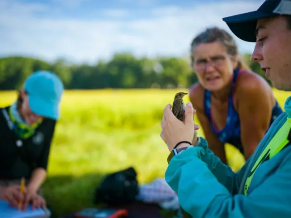 Researcher holding saltmarsh sparrow.  Image courtesy of University of New Hampshire Marketing 