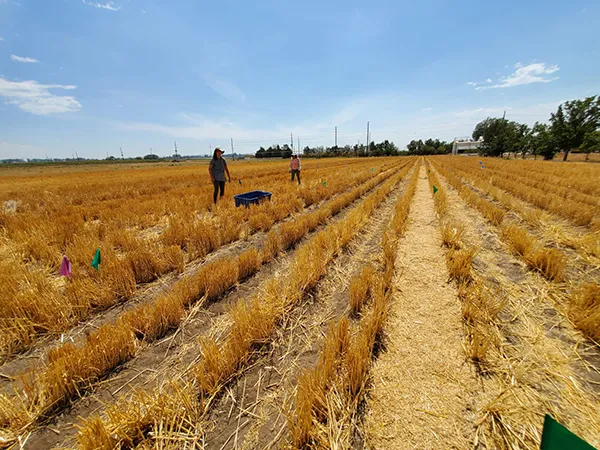 Colorado State University researchers are experimenting with chaff lining and herbicide application to more effectively manage weeds. Credit: Colorado State University 
