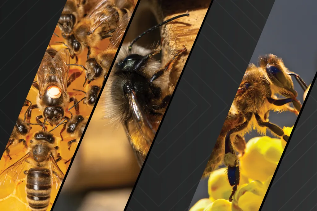 images of bees courtesy of AdobeStock