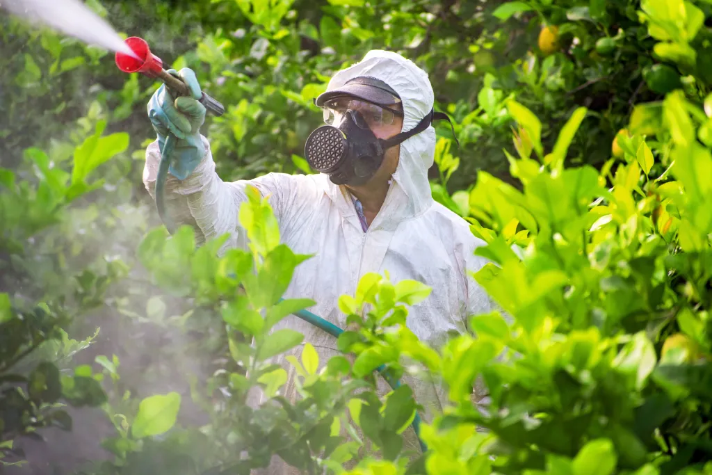 Person in protective gear sprays antibiotics on citrus green infected trees. Image courtesy of Getty Images.