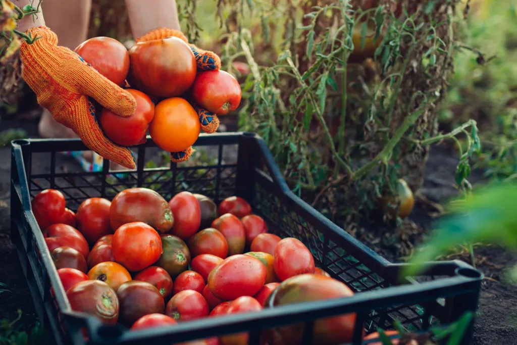 image of person harvesting tomatoes, courtesy of Adobe Stock