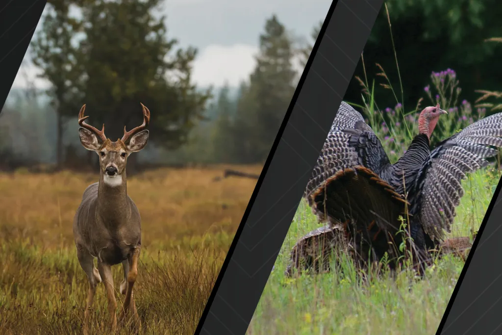 Left image of deer. Right image of wild turkey. Courtesy of Adobe Stock. 