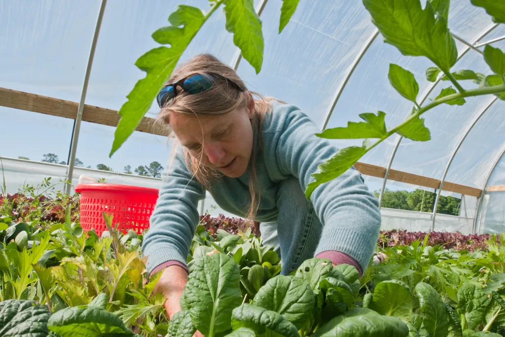 Amy's Organic Garden in Charles City, VA, on Thursday, May 5, 2011. Owner Amy Hicks harvesting greens at her farm.