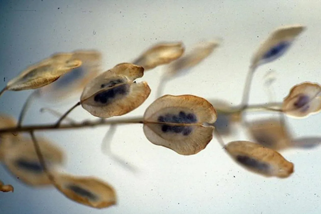 Field pennycress. Credit: Ohio State Weed Lab at The Ohio State University.