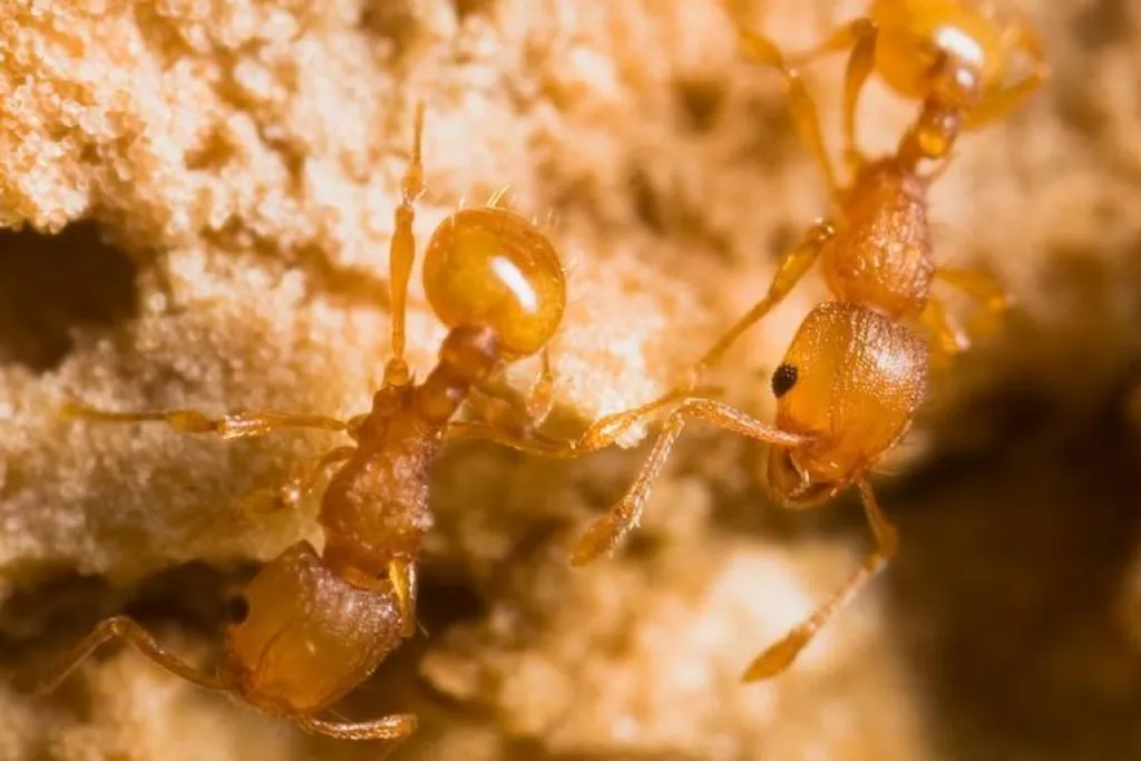 Eli Sarnat, PIAkey: Invasive Ants of the Pacific Islands, USDA APHIS PPQ, Bugwood.org