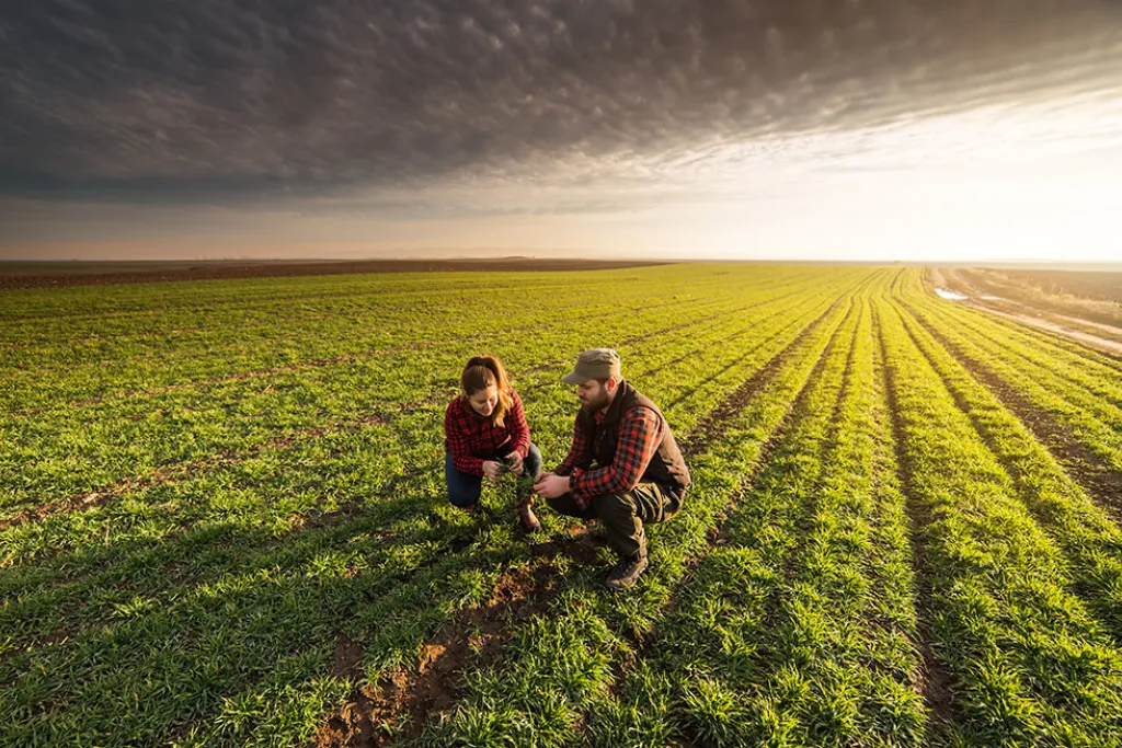 A man and woman beginning farmers in a field.