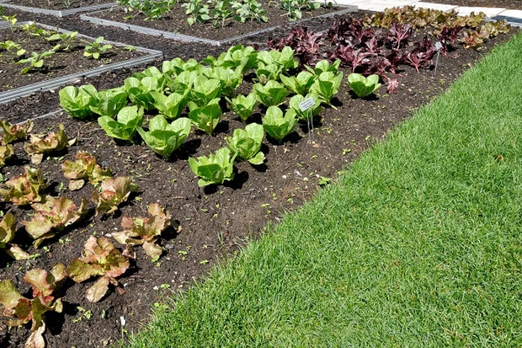 Lettuce plants courtesy of Adobe Stock. 