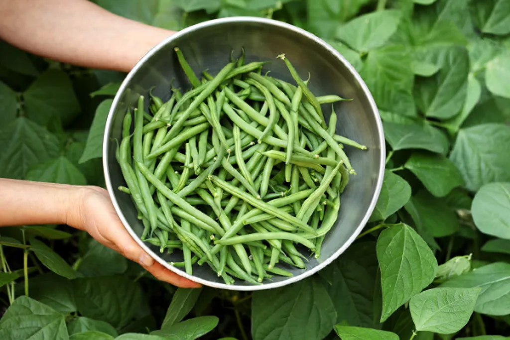 Green beans being harvested out of garden. Courtesy of Adobe Stock. 