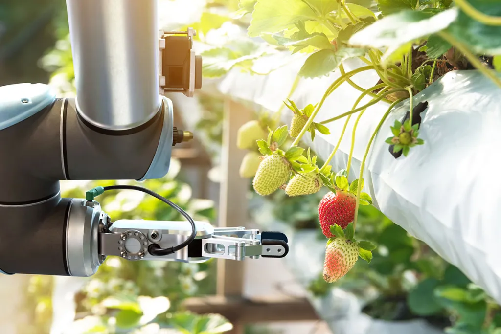 Image of robot arm harvesting strawberries. Adobe Stock