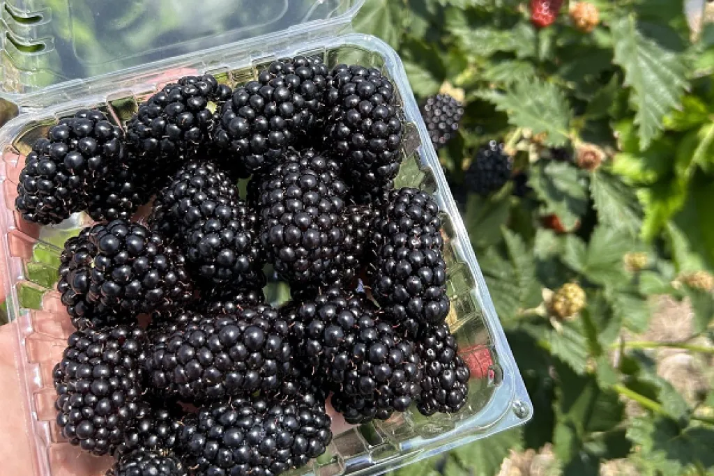 The Arkansas Agricultural Experiment Station is researching ways to improve blackberry breeding for consumer preference. (University of Arkansas System Division of Agriculture photo) 