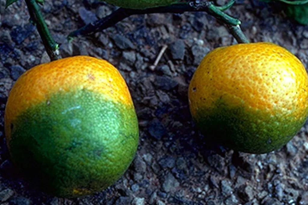Image of two citrus fruits affected by citrus greening disease. Image courtesy of USDA APHIS.