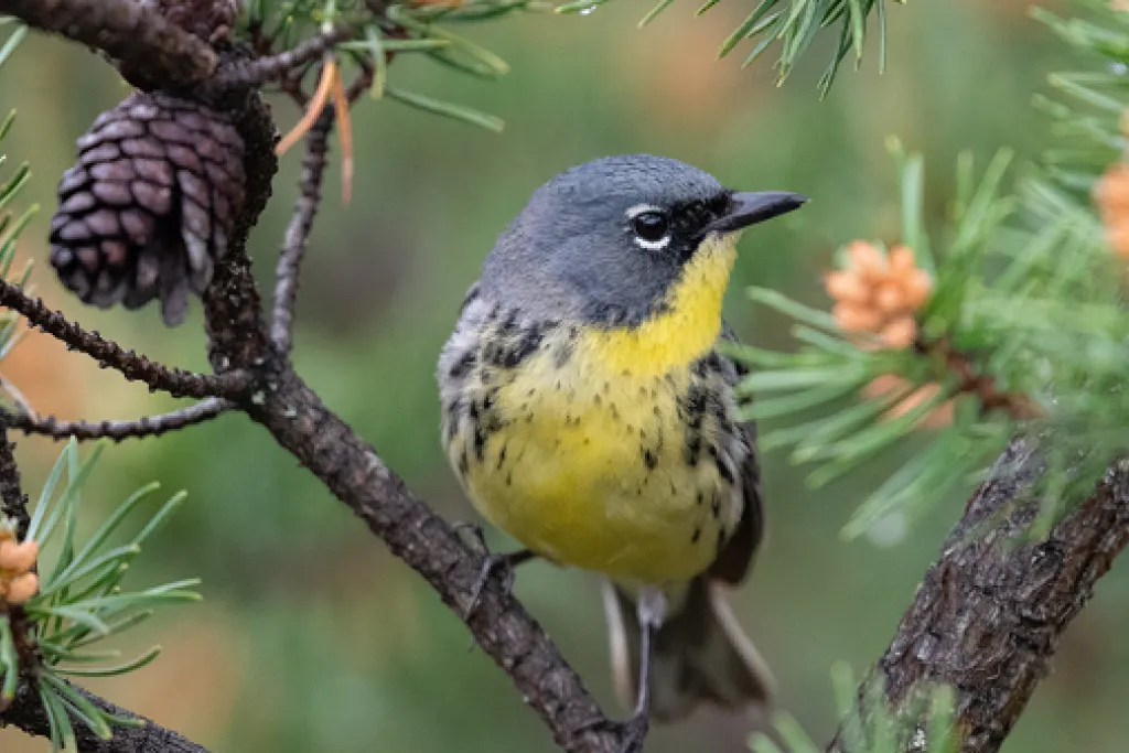 Kirtland's Warbler bird in a tree. Image courtesy of Adobe Stock. 