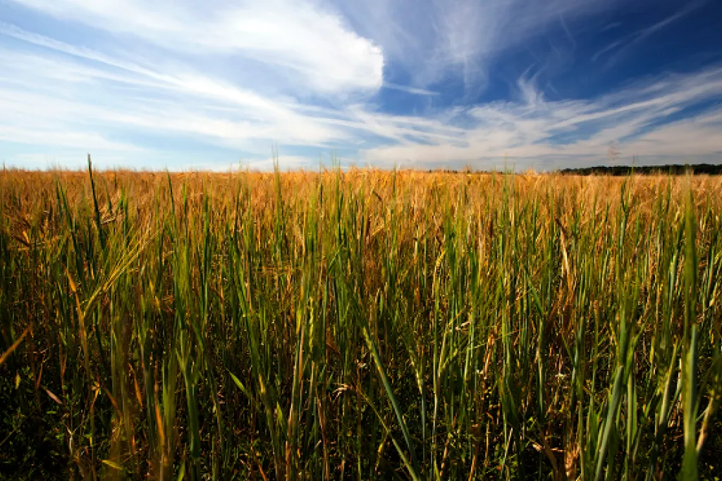 Wheat field. Image courtesy of Adobe Stock. 