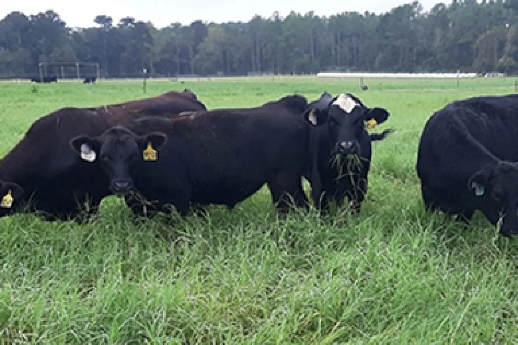 Incorporating Alfalfa in Forage Systems Could Lead to Environmental Benefits
