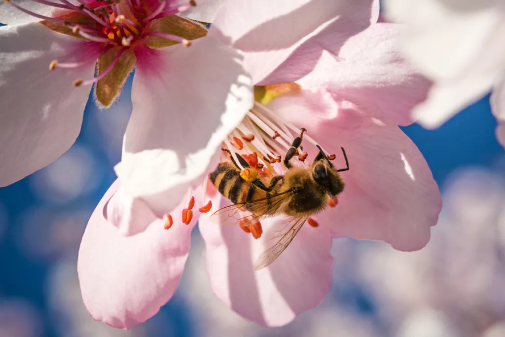 Honey bee on almond flower with pollen in springtime