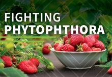 Fighting Phytophthora. Image courtesy of AdobeStock