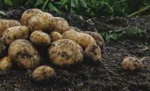 Image of potatoes being harvested in field courtesy of Getty Images.