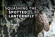 Image of spotted lanternfly courtesy of AdobeStock