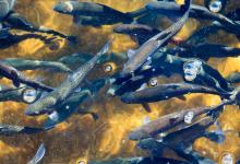 Image of trout in fish farm courtesy of AdobeStock