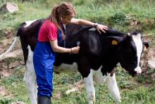 Image of veterinarian with cow courtesy of AdobeStock