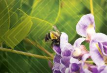Utah Plant Pest Diagnostic Lab Wins NPDN’s Rotten Tuber Award for ‘Hazmat Team Called for Bee Excrement!’