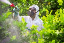 Person in protective gear sprays antibiotics on citrus green infected trees. Image courtesy of Getty Images.