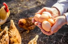 On National Egg Day, we are sharing a few USDA’s National Institute of Food and Agriculture (NIFA)-funded research projects conducted by Land-grant Universities that explore the health benefits associated with egg consumption. Image courtesy of Adobe Stock. 