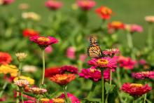butterfly in field of wildflowers, courtesy of AdobeStock