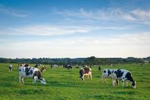 Dairy cattle grazing in a green pasture. Courtesy of Adobe Stock. 